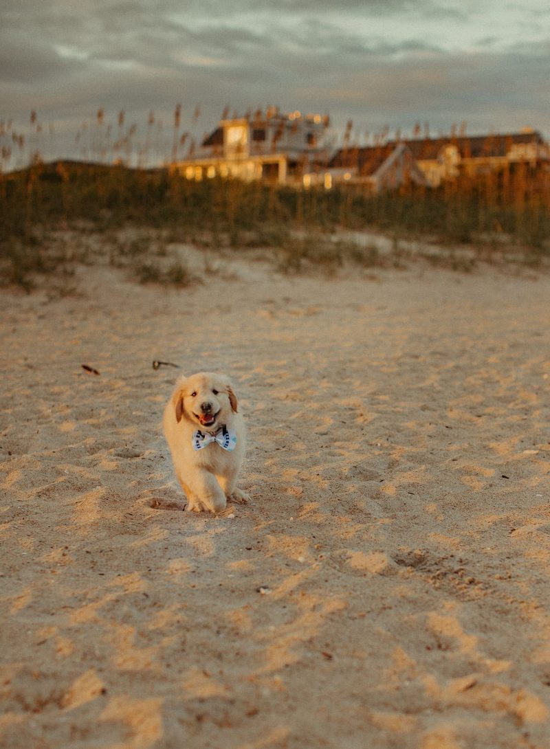 A puppy trotting across the sand at dusk