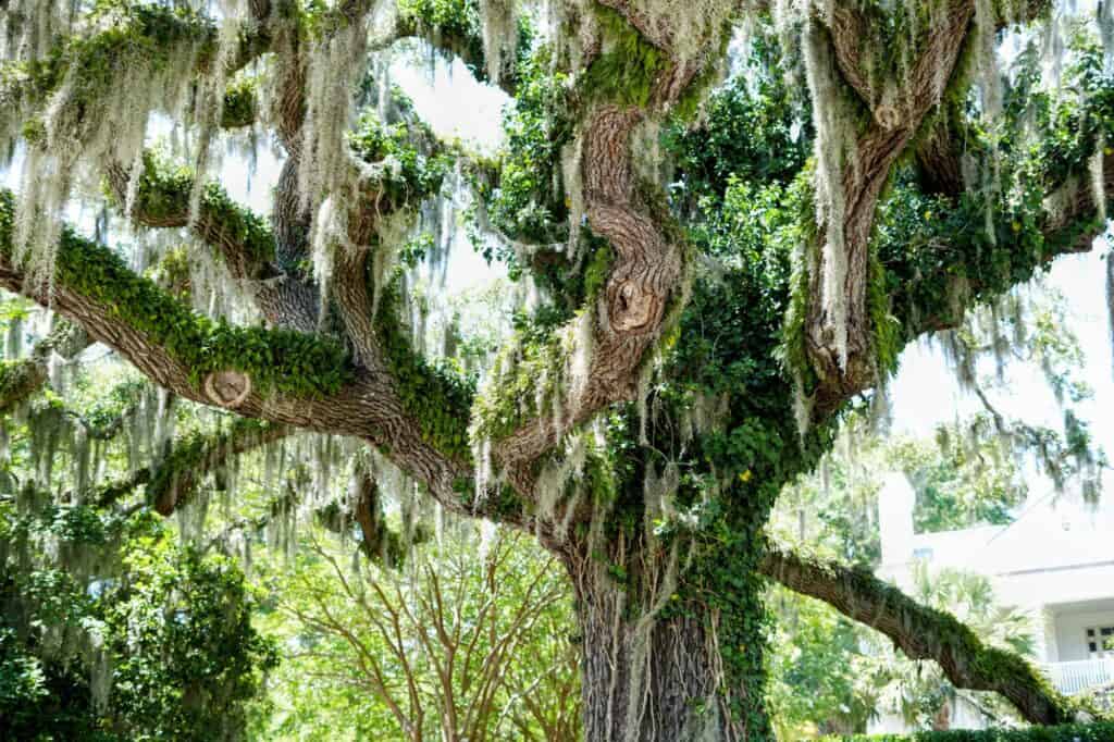 Large live oak tree draped with Spanish moss in a lush garden setting.