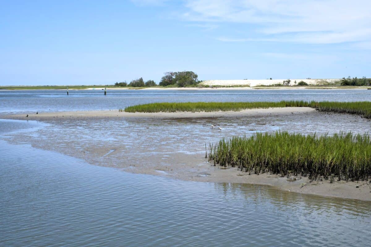 Beautiful coastal wetlands with water, grass, and sky in Making ILM Home.