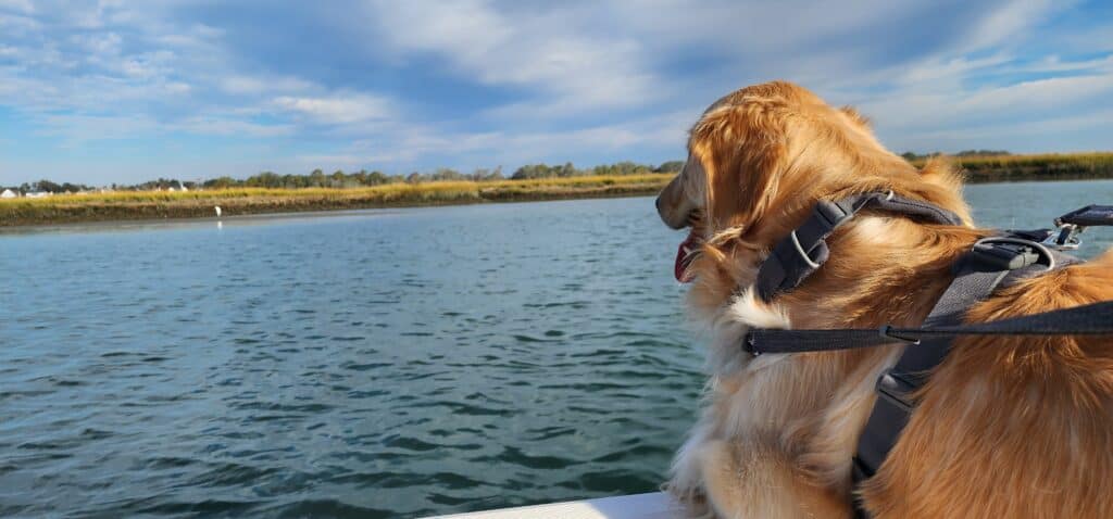 Golden retriever riding a boat on the Intracoastal Waterway near Wilmington NC, the boat-life side of moving from Charlotte