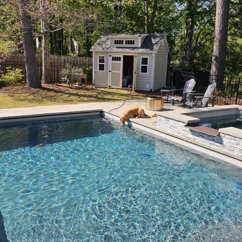 Goose the golden retriever supervising the robotic pool cleaner from the spa edge