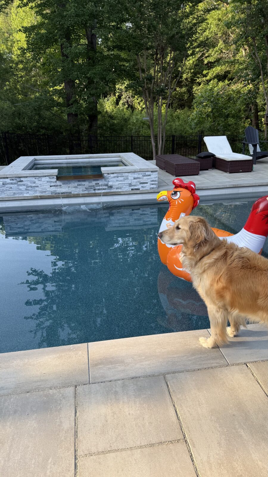 Golden retriever standing next to the chicken pool float