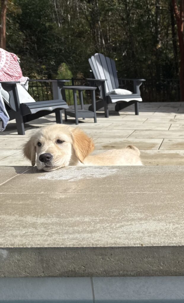 Golden retriever puppy resting on the pool deck next to a drink