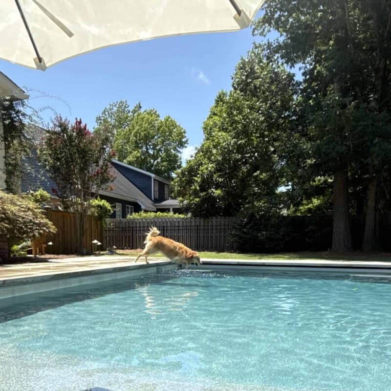From Dirt to Dream: The Story of Our Backyard Pool