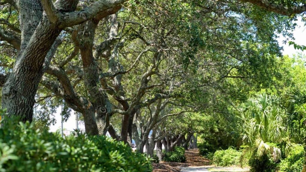 Tree-lined walking trail in an established Wilmington NC neighborhood